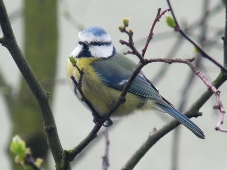 Mésange Bleue