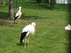 Cigognes en liberté