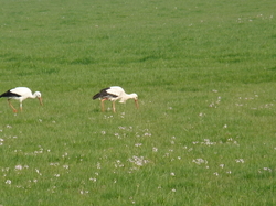 Deux cigognes