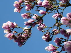 Magnolia