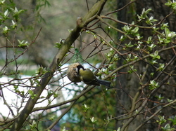 Mésange Charbonnière